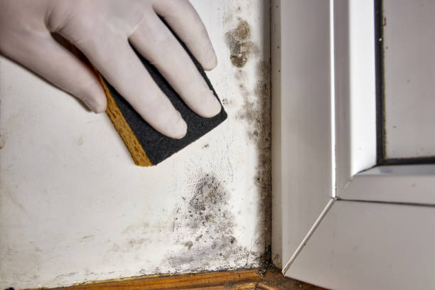 Best Air Quality Testing for Mold Spores  in Byron, CA